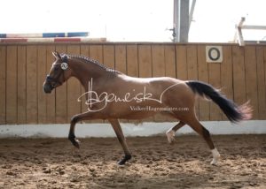 Schönhorst Stuteneintragung Reitponys 7