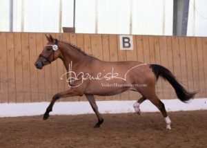 Schönhorst Stuteneintragung Reitponys 8