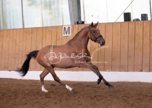 Schönhorst Stuteneintragung Reitponys 9