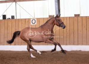 Schönhorst Stuteneintragung Reitponys 10