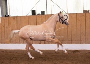 Schönhorst Stuteneintragung Reitponys 12