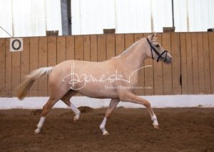 Schönhorst Stuteneintragung Reitponys 13