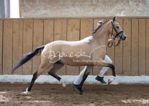 Schönhorst Stuteneintragung Reitponys 14