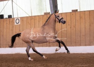 Schönhorst Stuteneintragung Reitponys 15