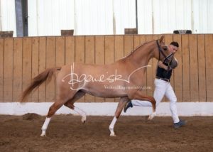 Schönhorst Stuteneintragung Reitponys 18