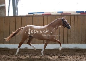 Schönhorst Stuteneintragung Reitponys 19