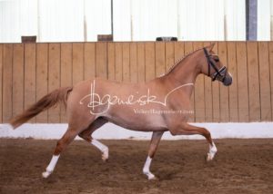 Schönhorst Stuteneintragung Reitponys 20