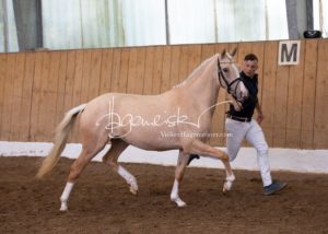 Schönhorst Stuteneintragung Reitponys 21