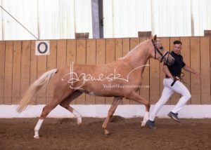 Schönhorst Stuteneintragung Reitponys 22