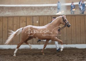 Schönhorst Stuteneintragung Reitponys 23