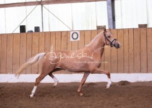 Schönhorst Stuteneintragung Reitponys 24