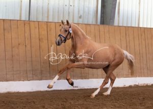 Schönhorst Stuteneintragung Reitponys 25