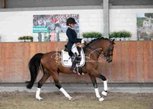 ZfdP Körung Grevenbroich 30