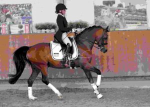 ZfdP Körung Grevenbroich 1