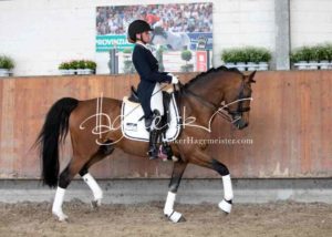 ZfdP Körung Grevenbroich 2