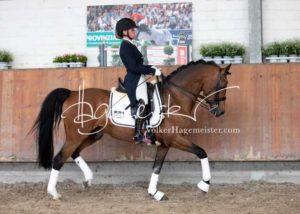 ZfdP Körung Grevenbroich 3