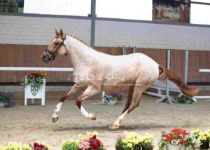 ZfdP Körung Grevenbroich 6