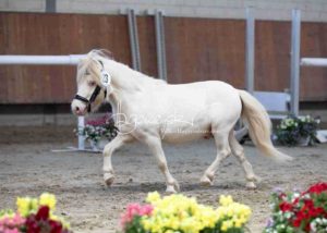 ZfdP Körung Grevenbroich 7