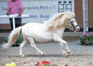ZfdP Körung Grevenbroich 10