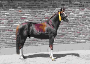 ZfdP Körung Grevenbroich 15