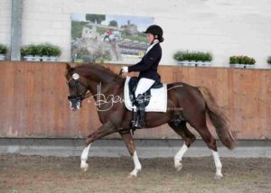 ZfdP Körung Grevenbroich 11