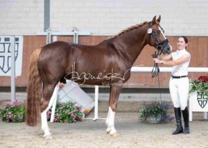 ZfdP Körung Grevenbroich 14