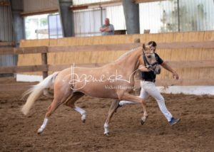 Schönhorst Stuteneintragung Reitponys 27