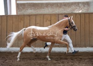 Schönhorst Stuteneintragung Reitponys 28