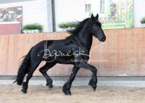 ZfdP Körung Grevenbroich 16