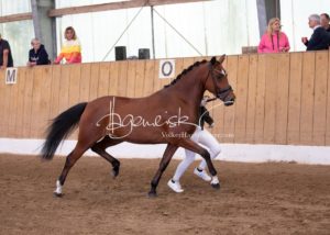 Schönhorst Stuteneintragung Reitponys 30