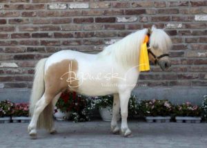 ZfdP Körung Grevenbroich 23