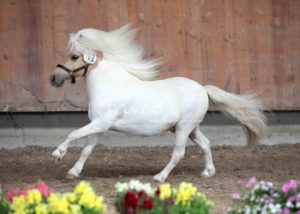 ZfdP Körung Grevenbroich 18