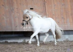 ZfdP Körung Grevenbroich 20