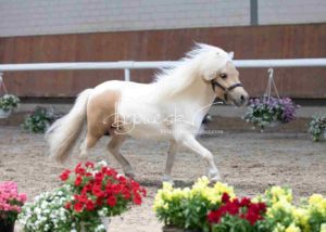 ZfdP Körung Grevenbroich 21