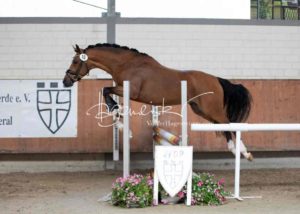 ZfdP Körung Grevenbroich 25