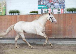 ZfdP Körung Grevenbroich 30