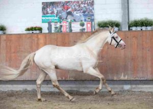 ZfdP Körung Grevenbroich 1