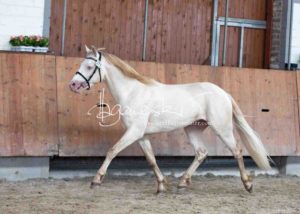 ZfdP Körung Grevenbroich 2