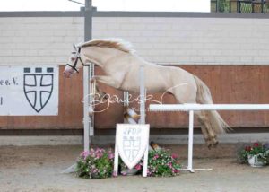 ZfdP Körung Grevenbroich 4