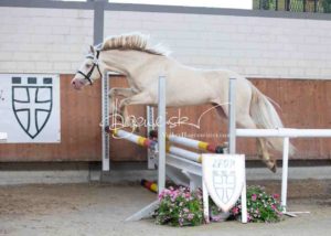 ZfdP Körung Grevenbroich 5