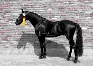 ZfdP Körung Grevenbroich 8