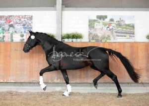 ZfdP Körung Grevenbroich 7