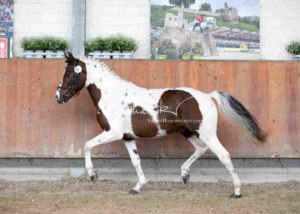 ZfdP Körung Grevenbroich 9