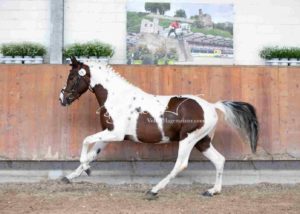 ZfdP Körung Grevenbroich 10