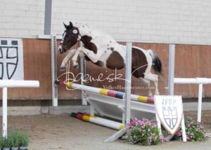 ZfdP Körung Grevenbroich 11