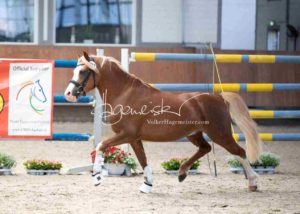 ZfdP Körung Grevenbroich 12