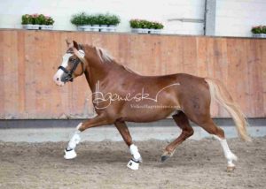 ZfdP Körung Grevenbroich 13