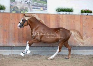 ZfdP Körung Grevenbroich 14