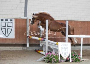 ZfdP Körung Grevenbroich 15