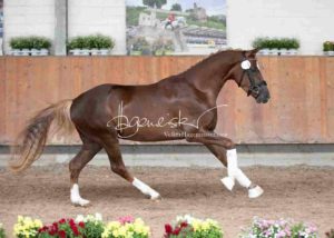 ZfdP Körung Grevenbroich 16